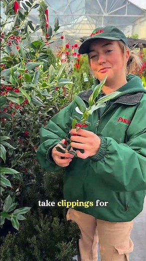 Evergreen plants • winter garden • year-round interest 💚