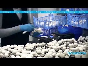 Viscon Fresh Produce - Mushroom automation