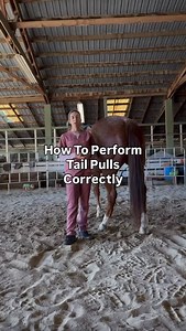Tail pulls, when done correctly and safely, are a surprisingly effective tool for improving a horse’s topline. Here’s how they help: 1. Activates Core and Postural Muscles - When you apply a steady, gentle pull on the tail, the horse naturally engages its deep core stabilizers to resist the movement and stay balanced. T 2. Stimulates Proprioception - Tail pulls challenge the horse’s proprioceptive system, encouraging better body awareness and coordination. 3. Encourages Pelvic Engagement - A wel