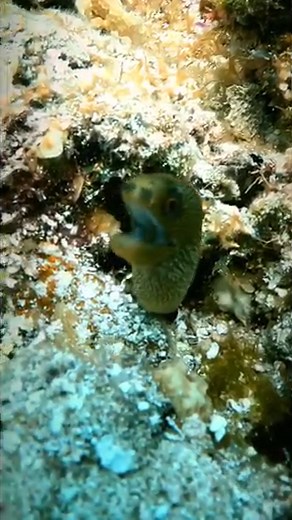 🌊 Dive into the mysterious world of the Golden Morey Eel! 🐠 Did you know that these stunning creatures can grow up to 4 feet long and are known for their shimmering, golden scales? Join me on this underwater adventure as we discover the beauty and grace of the Golden Morey Eel in its natural habitat. #scuba #oceanlover #sealife #marinelife #scubadiving #diving #vidamarina #sea #moray #morayeel #gopro #Morena #buceando | Aquanauta Diver