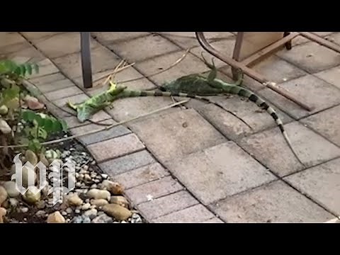 Cold, stunned iguanas are falling from trees in Florida | The Washington Post