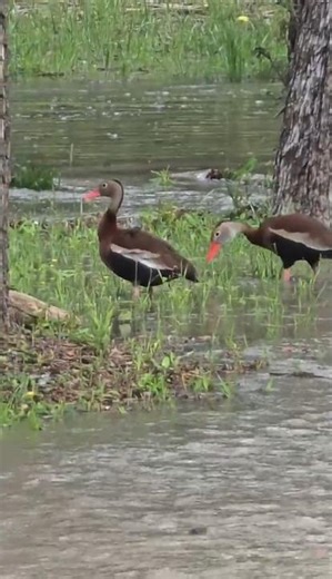 Gorgeous Blackbellied Whistling Ducks #ducks, #birds, #birdwatching, #nature, #wildlife