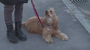 8.1K views · 46 reactions | Vous venez d’adopter un chien en ce début d’année? Il s’agit de votre tout premier compagnon? Et bien une formation obligatoire vous attend! Le Canton du Valais réactive la formation des nouveaux détenteurs de chiens. Les explications du vétérinaire cantonal, Eric Kirchmeier | Canal9 | Facebook