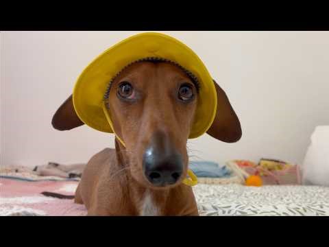 Mini dachshund is a fashionista
