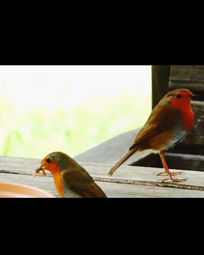 Two Red Breasted Robins On My Garden Table