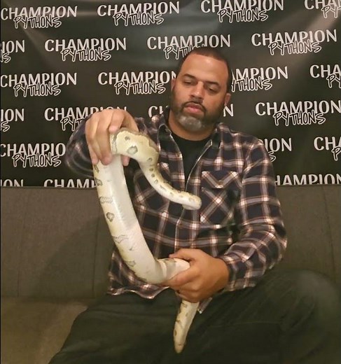 Python Handling with Python G #ballpythons #snakehandling #pythonbreeder #snakes