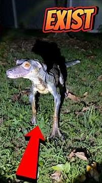 5 Real Animals That Look Totally Unreal 👽🐸 | #ScaryFacts #WeirdAnimals #Shorts