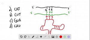 [GET ANSWER] The nucleotide sequence of a DNA codon is GTA. A messenger RNA molecule with a complementary codon is transcribed from the DNA. In the process of protein synthesis, a transfer RNA pairs with the mRNA codon. What is the nucleotide sequence of the tRNA anticodon?a. CATb. CUTc. GUAd. CAU