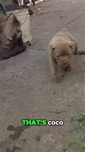 🌟 MEET MY PUPS — THE CUTEST BULLIES ON EARTH! 🌟