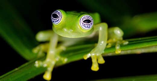 ജീവിച്ചിരിക്കെ ആന്തരികാവയവങ്ങൾ പുറത്ത് കാണിക്കുന്ന ഗ്ലാസ് തവള