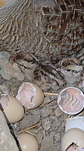 Grey Partridge New breed #partridgechicks #Teetar #birdslover #trending | Birds 9