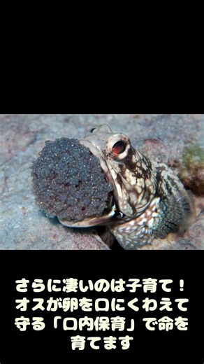 【水中写真家イチオシ】数百匹のサメが作る川！？国内外のダイバーを魅了し続ける海の個性派生物4選 #youtube #雑学#解説#海の生き物