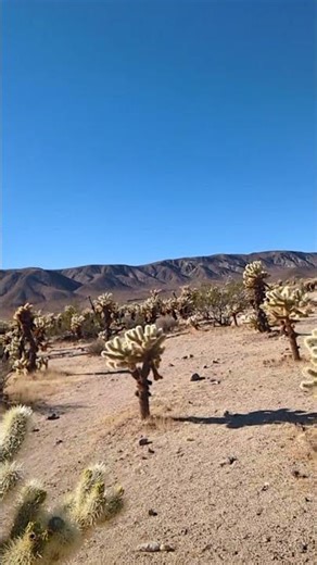 turism in Joshua Tree chula cactus garden in southern california USA.#travel