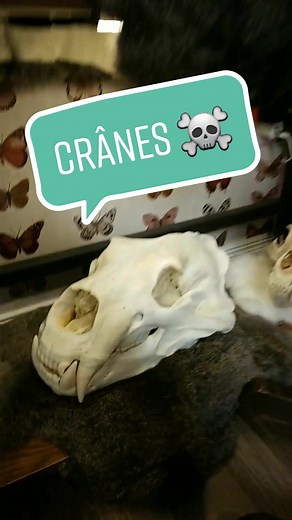 #skullchallange pourquoi pas ! #polycephaly