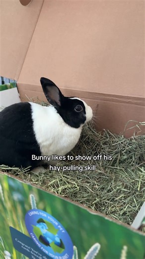 Bunny with Chosen Hay
