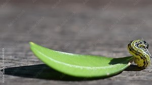 Buchsbaumzünsler Raupe auf Buschsbaumblatt - Cydalima perspectalis