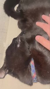 After a (cat’s) lifetime of pest control at the station I think I deserve a few lie ins, don’t you? | The Huddersfield Station Cats