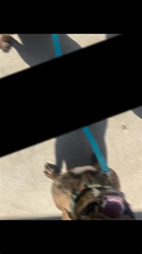 🌟 Meet Timmy — The Boy Who Just Wants His Person 🌟 Three years ago, tiny Timmy (previously Scotty A612612) was pulled from a high-kill shelter and adopted as a puppy. He should have had his whole life ahead of him… but nearly three years later, he was found wandering as a stray, neglected and scared. He ended up on the euthanasia list — and we stepped in just in time, determined to give him the chance he always deserved. We treated his heartworm and got him ready for his new home! Timmy did ge