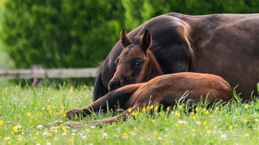 The impact of inbreeding on equine pregnancy loss
