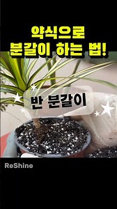 If you don't have time, here's a quick and easy way to repot your plants!! #plants #plantcare #re...