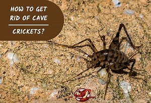 Cave Cricket Control: How to Get Rid of Cave Crickets? - Pest Samurai