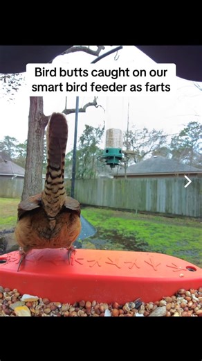 3.6K views · 594 reactions | Well, this was fun to make 凉 #birdbuddy #funnyanimals #birdfeeder #nature #fart | Birdbuddy | Facebook
