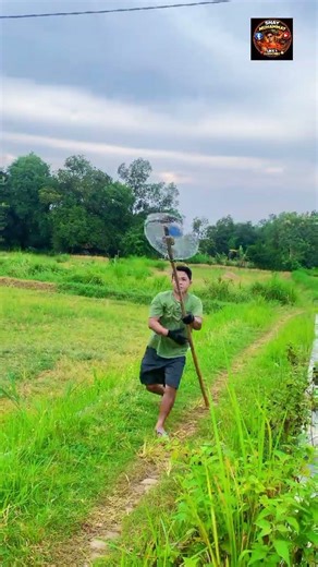 An animal walking on power lines #fypシ゚viral