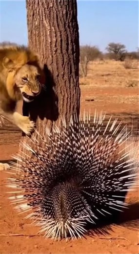 Wounded Lion's Nightmare: Porcupine Quills!