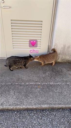 むぎ君とひー太郎君はなかよし😲 #cutecat #funnycat #beautifulcat #かわいい猫