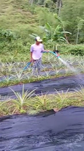 Sunshine goat farm: Discover Our Pristine Spring Water Source at the top of the mountainous area