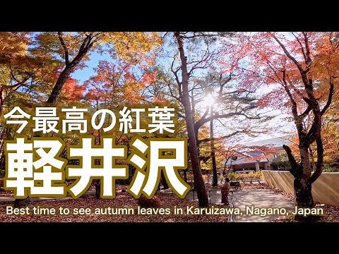 長野【軽井沢】今最高の紅葉撮影日2024.11.8Japan Nagano [Karuizawa] The best autumn leaves right now