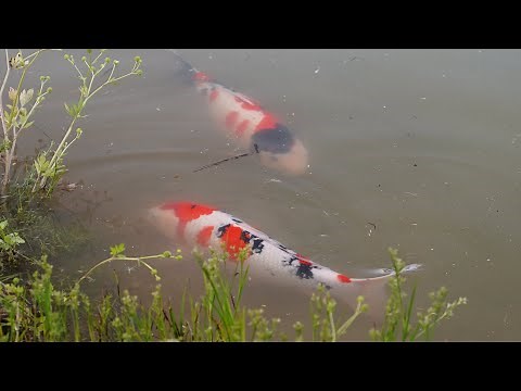 Visiting Butterfly Koi Breeder - Koi Harvest Japan!