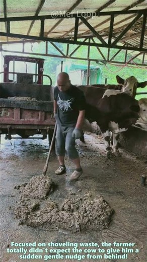 Farm Worker Gets Bumped By Cow While Cleaning Manure Inside The Cattle Shed