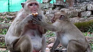 20 reactions | Popeye slaps hand of Sweetpea during eating - Baby monkey crying 1 | Monkey Soo | Facebook