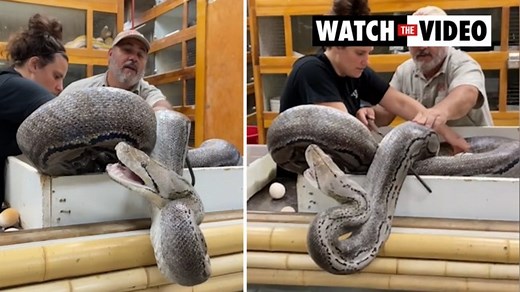 Zookeeper's horror as massive python strikes out at his face
