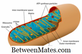 Mitochondries vs chloroplastes | Différence entre mitochondries et chloroplastes - Science et Nature 2026