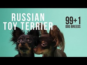 Russian Toy Terrier / 99+1 Dog Breeds