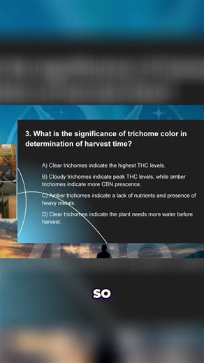 Harvest Time: Nail the Trichome Color! Quiz & Reveal #shorts