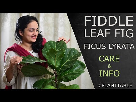 Fiddle Leaf Fig (Ficus Lyrata) Care & Info | Plant Table