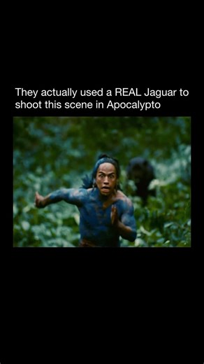 Bloopers on Instagram: "In Apocalypto (2006), Apocalypto director Mel Gibson took realism to an extreme by using a real jaguar for the terrifying jungle chase. The animal was always under the control of professional handlers, and scenes were carefully staged so actors were filmed from safe distances. For the most dangerous moments and tight close ups, the filmmakers relied on smart editing and subtle visual effects. This approach allowed the sequence to feel continuous and authentic without ever