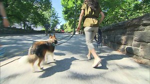 Watch what happens when dog owners pretend to faint