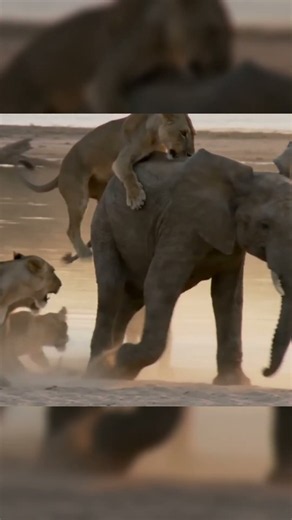 Elephant vs A Pride of Lions #wildlifesurvival #lion #elephant