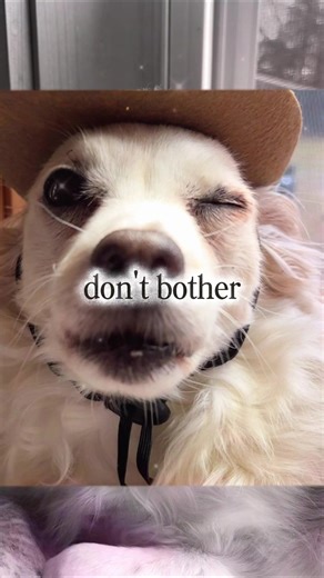 Code name: Bean. #chihuahuastiktok #CapCut