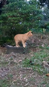 Petbull and Nemo, the blondie doggy and the blondie pussy hanging around...殺‍⬛ #catsanddogs #cat #dog #catlife #doglife #reelsvideoシ | Paws Journal | Facebook