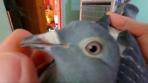 NETOY o RACING? | Madla Loft TV Updates