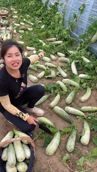 Bumper harvest Amazing view of watermelon picking from greenhouse 😍 | Amazing Melon Farming