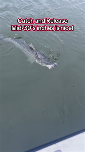 Double header catch and quick release#bigstriper #chesapeakebay #catchandrelease #viralfishing #viralfishing @Humminbird @Bass Kandy Delights @Trudave Gear @honda_marine @KnockinTailLures | Four Seasons Guide Service & Light Tackle Charter