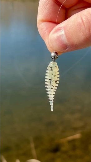 Check out this 1.5” Moondog Micro Gill rigged on a super tiny cheb rig!!! #fishing