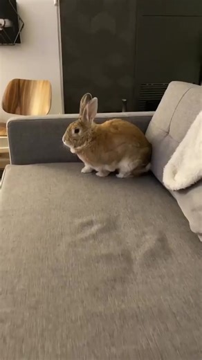 Different Sleeping Positions of Holland Lop Rabbit