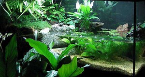 Terrarium Plants: Jungle and Desert Flora Behind Glass
